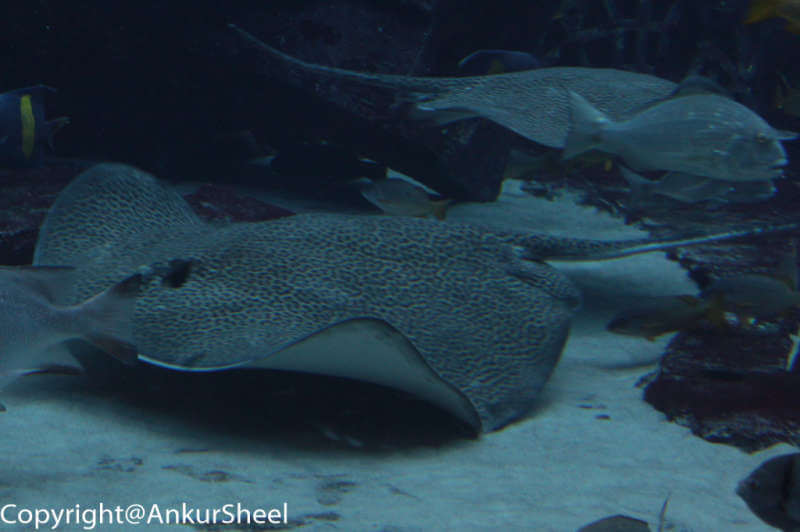 Leopard StingRay