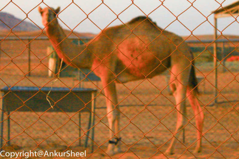 Camel at the Camel Farm