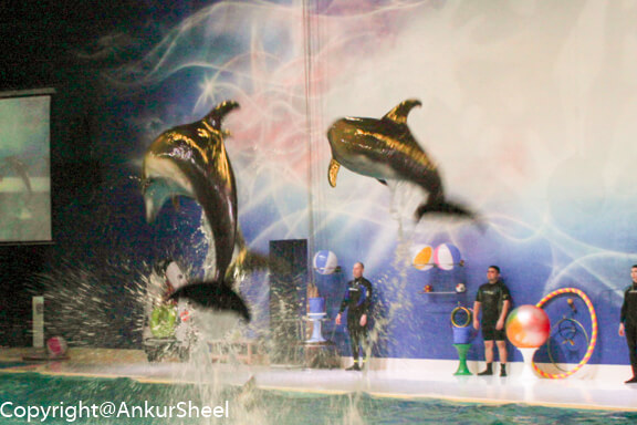 Jumping Dolphins