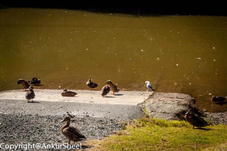 Ducks in the parking lot