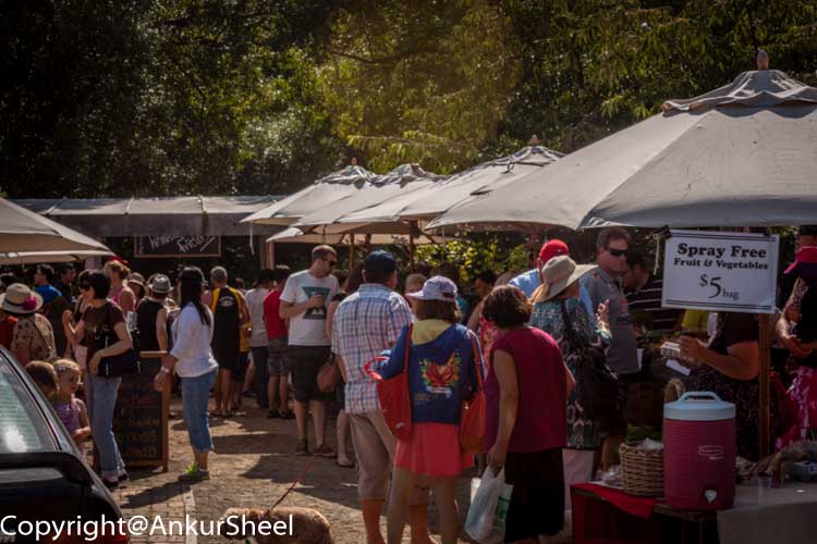 Matakana Farmers Market