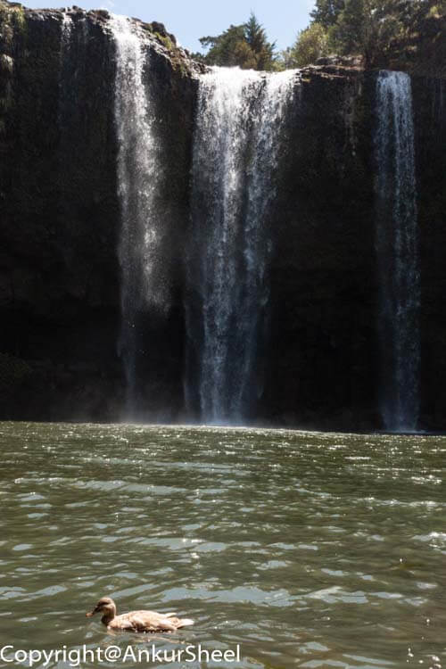 Swimming in front of The Falls