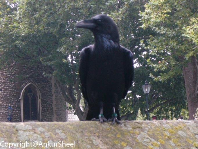 Posing Raven